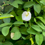 White Butterfly Pea Filled Flower (Clitoria ternatea)