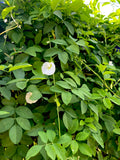 White Butterfly Pea Filled Flower (Clitoria ternatea)