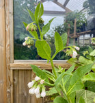 Comfrey plante 'Bocking 14' (Symphytum x uplandicum)