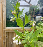 Comfrey 'Bocking 14' Plant (Symphytum x uplandicum)