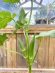 Okra 40-60 cm (Abelmoschus esculentus)