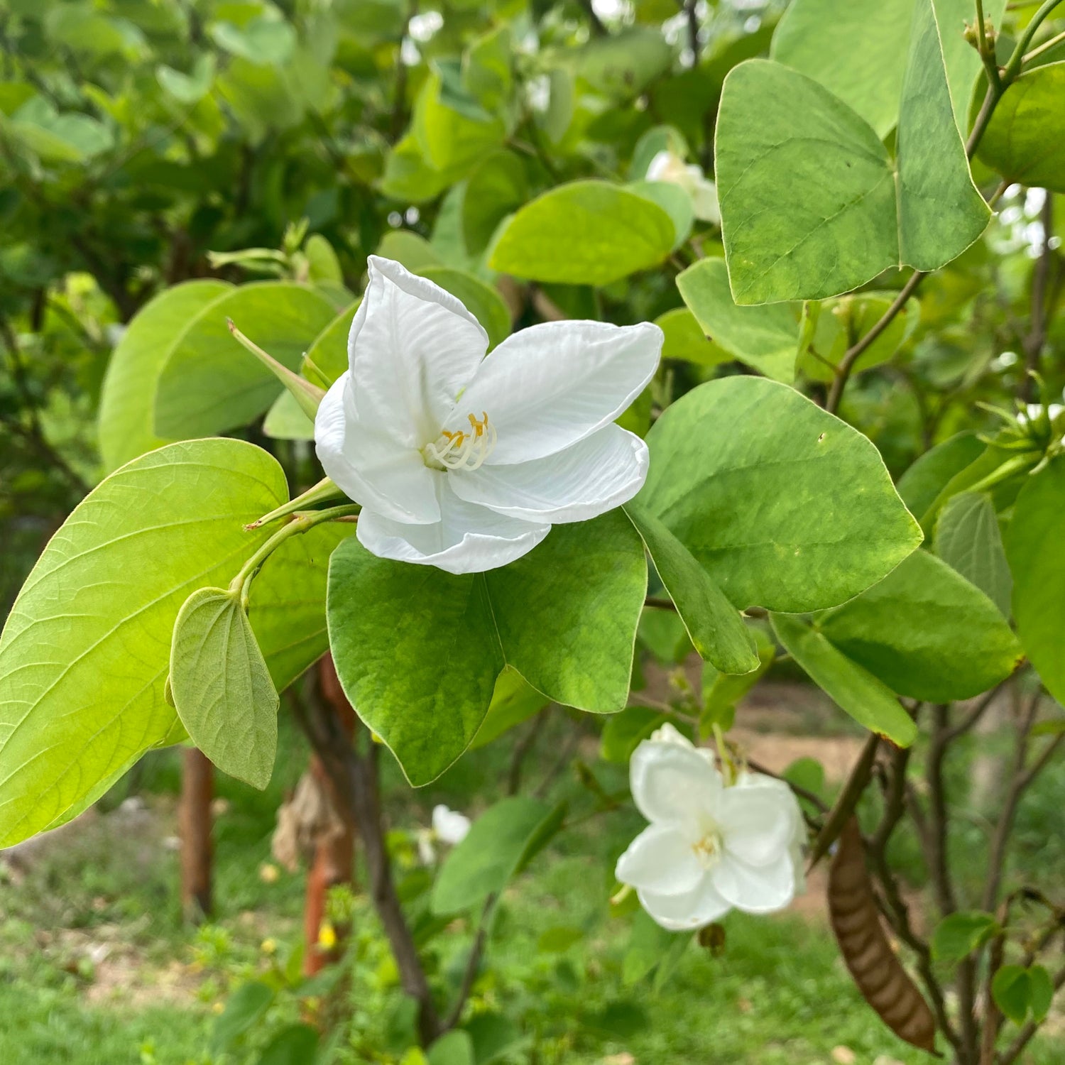 Vit Dvärgbauhinia (Bauhinia acuminata)