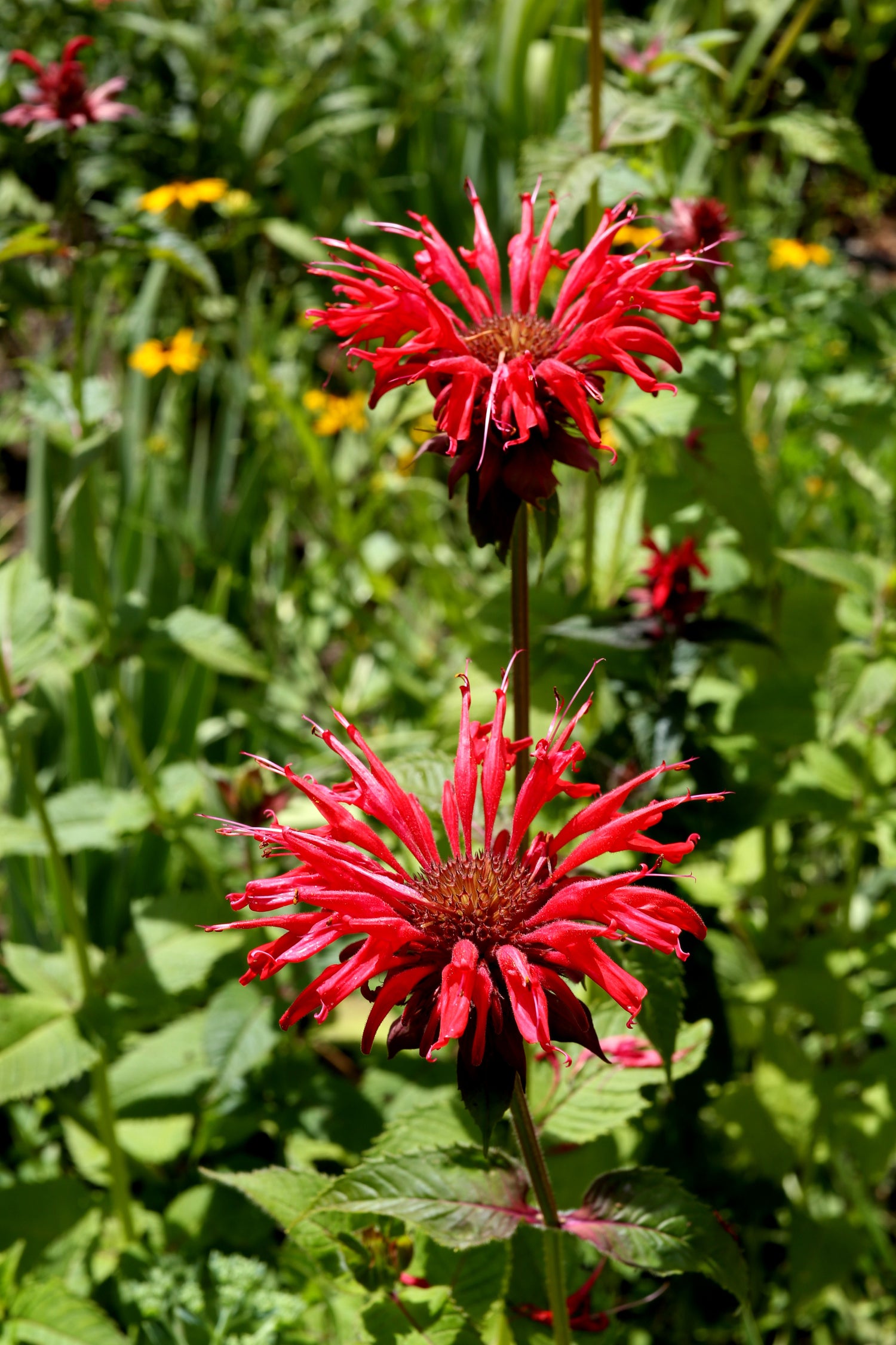 Röd Temynta 20-30 cm (Monarda didyma)