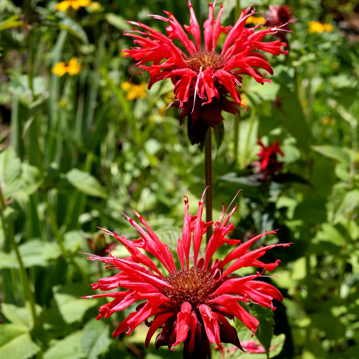 Röd Temynta 20-30 cm (Monarda didyma)