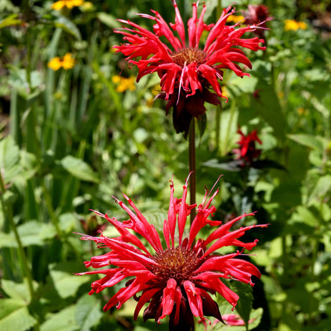 Röd Temynta 20-30 cm (Monarda didyma)