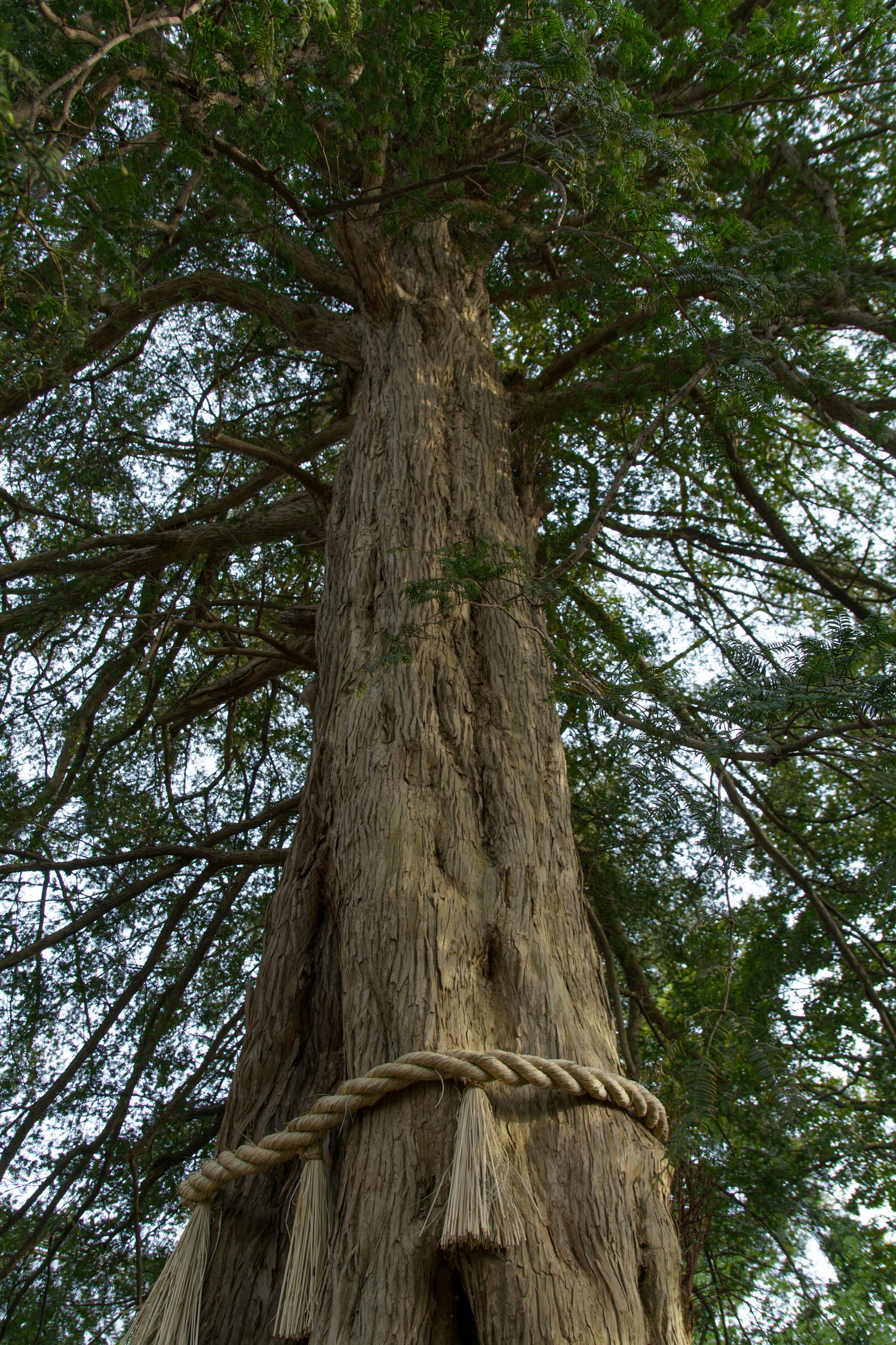 Torreyanöt / Japansk Torreya 40-60 cm (Torreya nucifera)