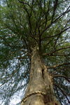 Torreya Nut / Kaya Nut 40-60 cm (Torreya nucifera)