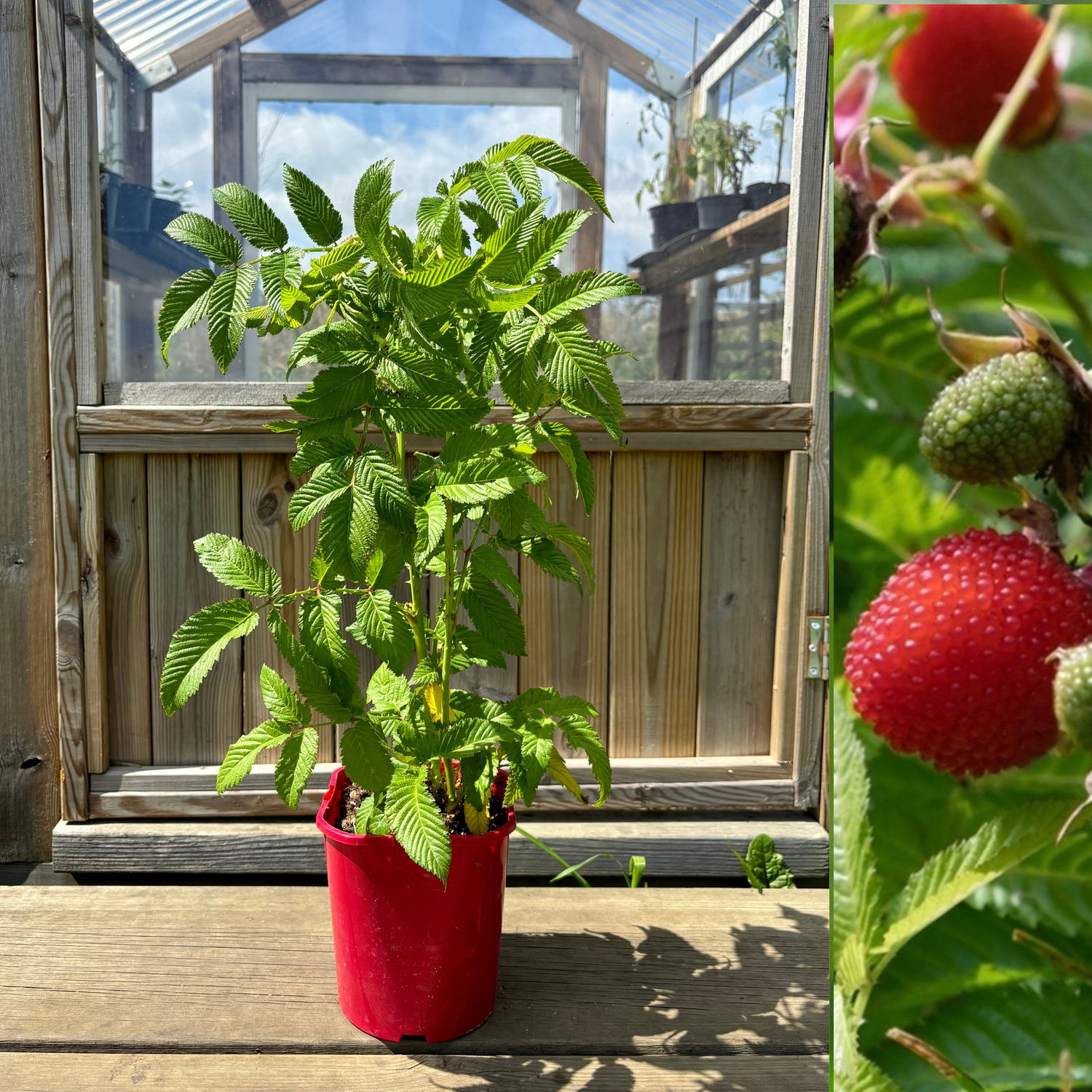 Jordgubbshallon Planta 40-60 cm (Rubus illecebrosus)