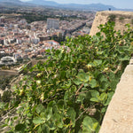 Kapris (Capparis spinosa)