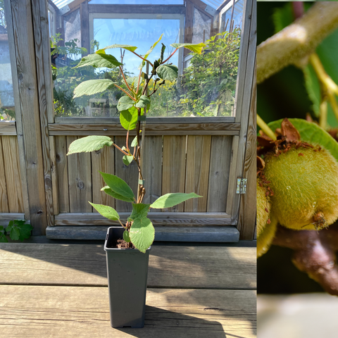 Kiwi 'Jenny' plante 10-20cm (Actinidia deliciosa)