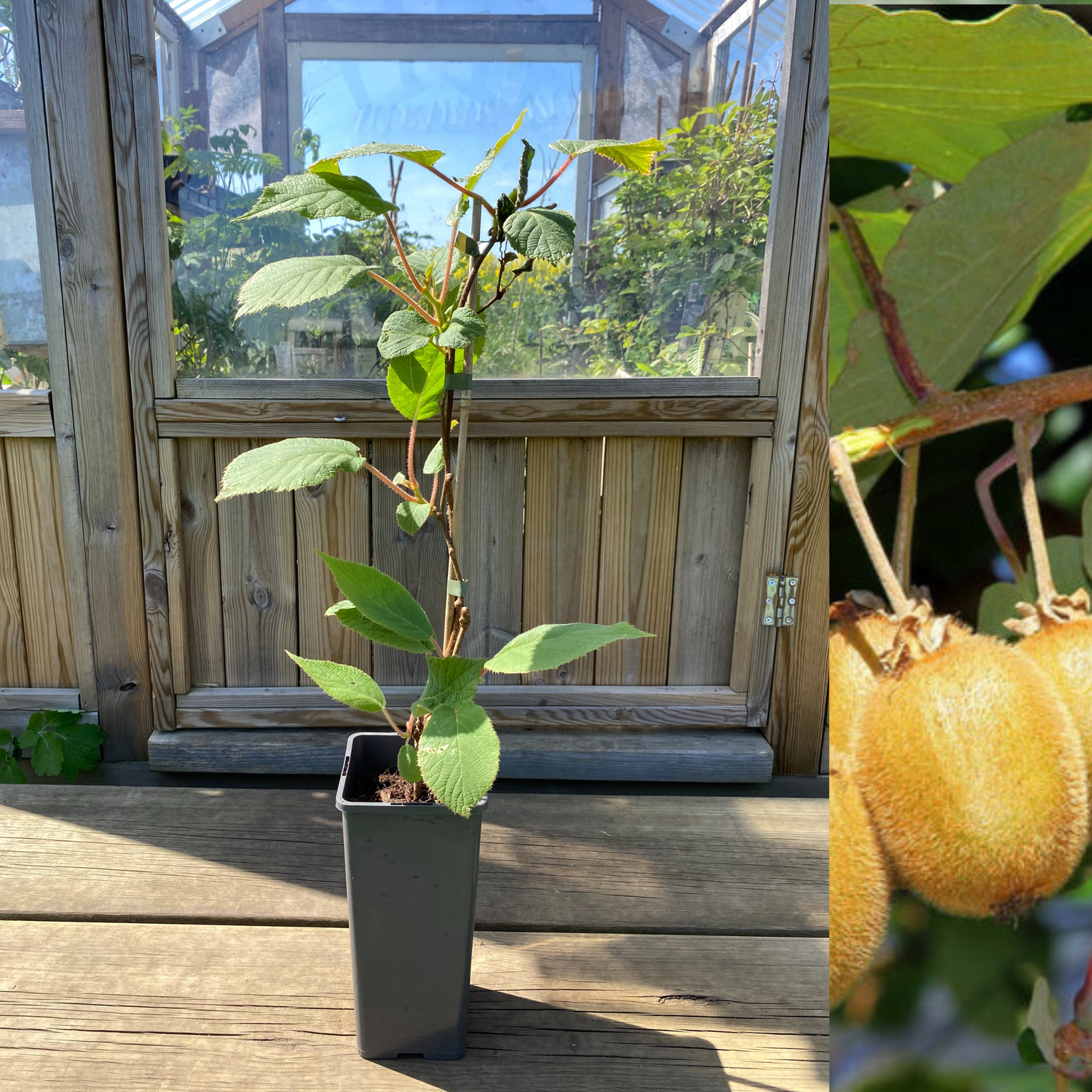 Kiwi 'Jenny' Plante 40-50 cm (Actinidia deliciosa)