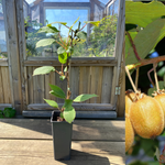 Kiwi 'Jenny' Självfertil Planta 40-50 cm (Actinidia deliciosa)