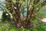 Körsbärskornell 50-70 cm (Cornus mas)