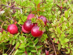 Amerikanskt Tranbär 'Pilgrim' Planta C2 (Vaccinium macrocarpon)