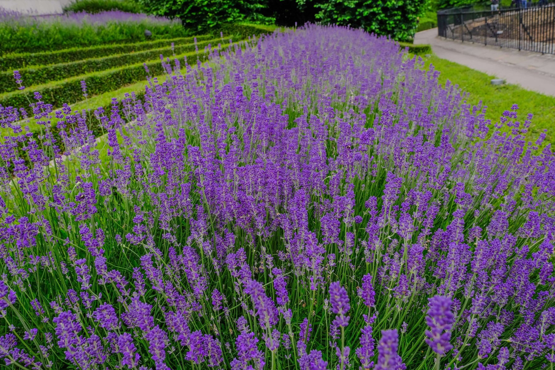 lavender grosso seeds Lavender 'Grosso' 20-30 cm (Lavandula x intermedia)