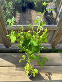 Lilla Hindbær 'Brandywine' plante 20-40 cm (Rubus occidentalis x idaeus)