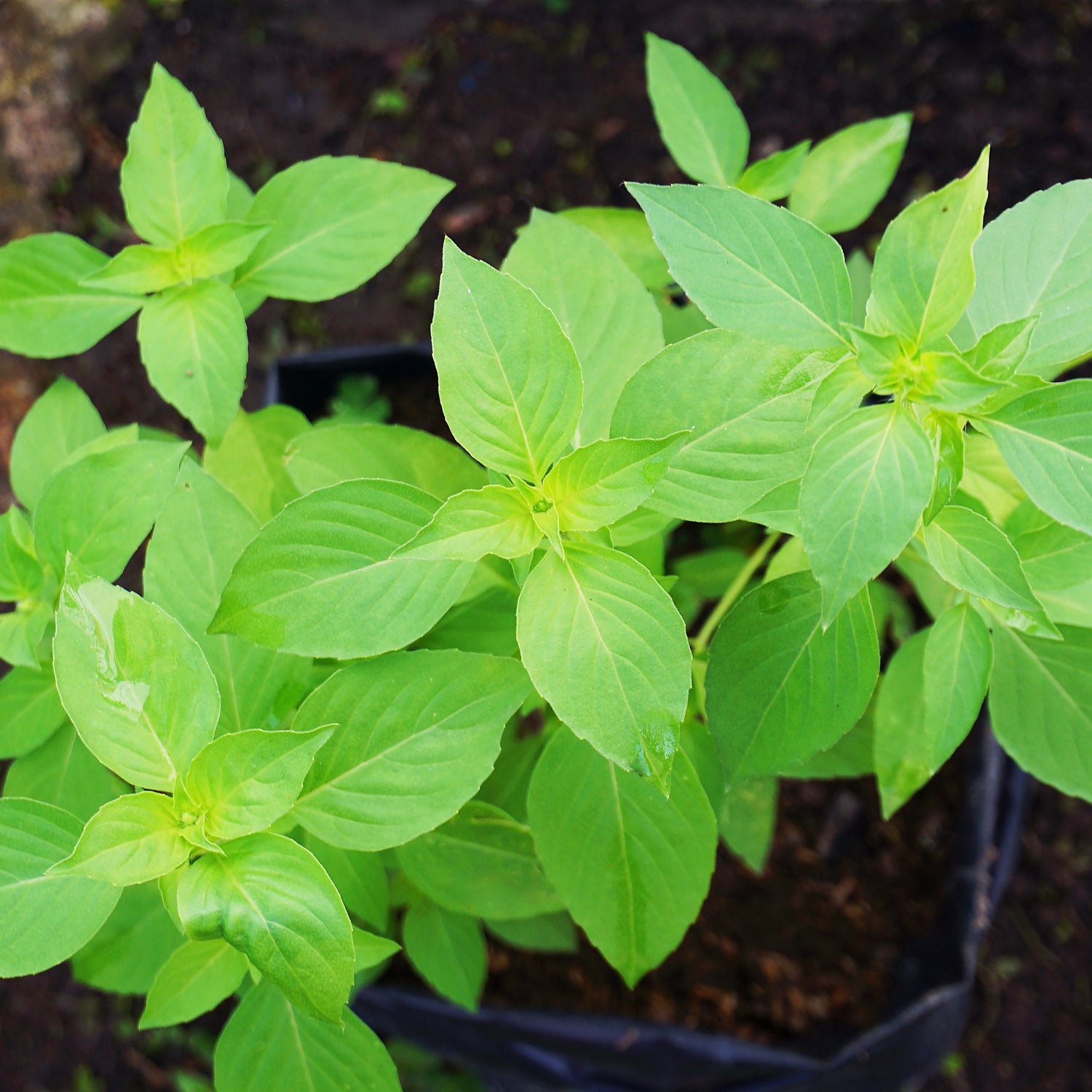 Limebasilika 'Lime' (Ocimum americanum)