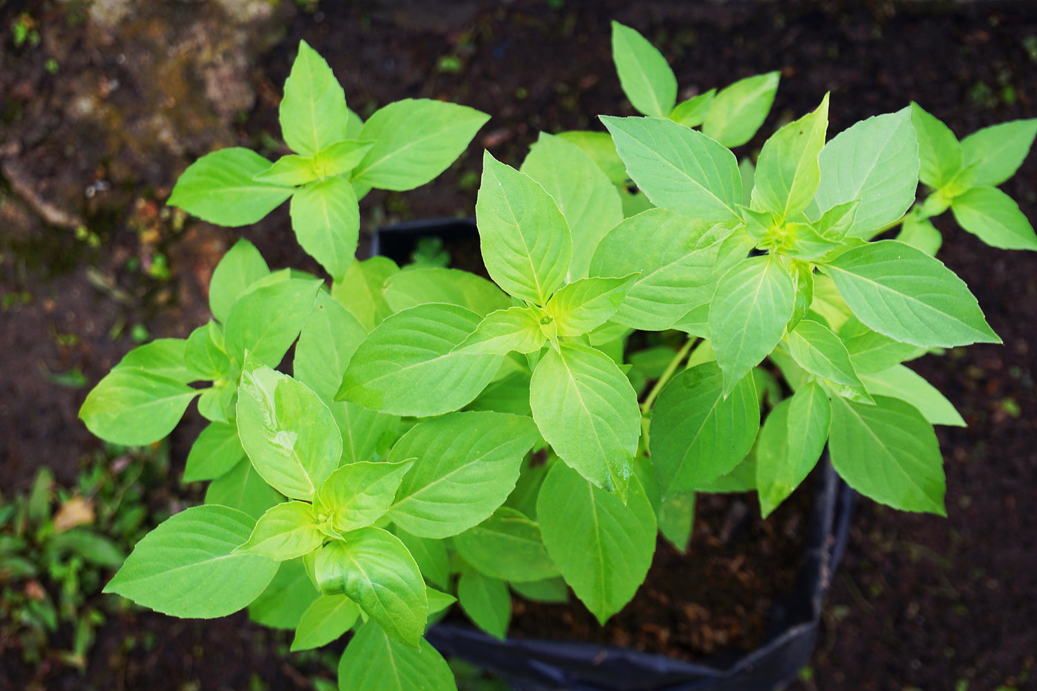 Limebasilika 'Lime' (Ocimum americanum)