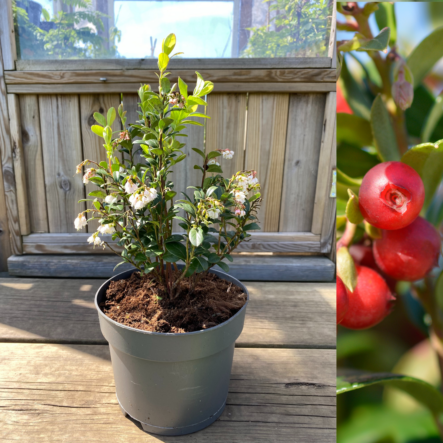 Lingon 'Fireballs' Planta C2 (Vaccinium vitis-idaea)