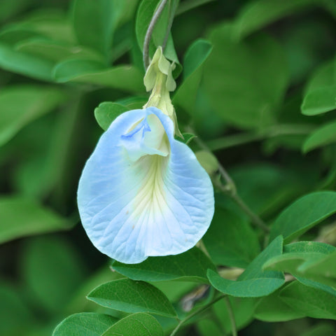 Light-Blue Butterfly Pea Double-Flowered (Clitoria ternatea)
