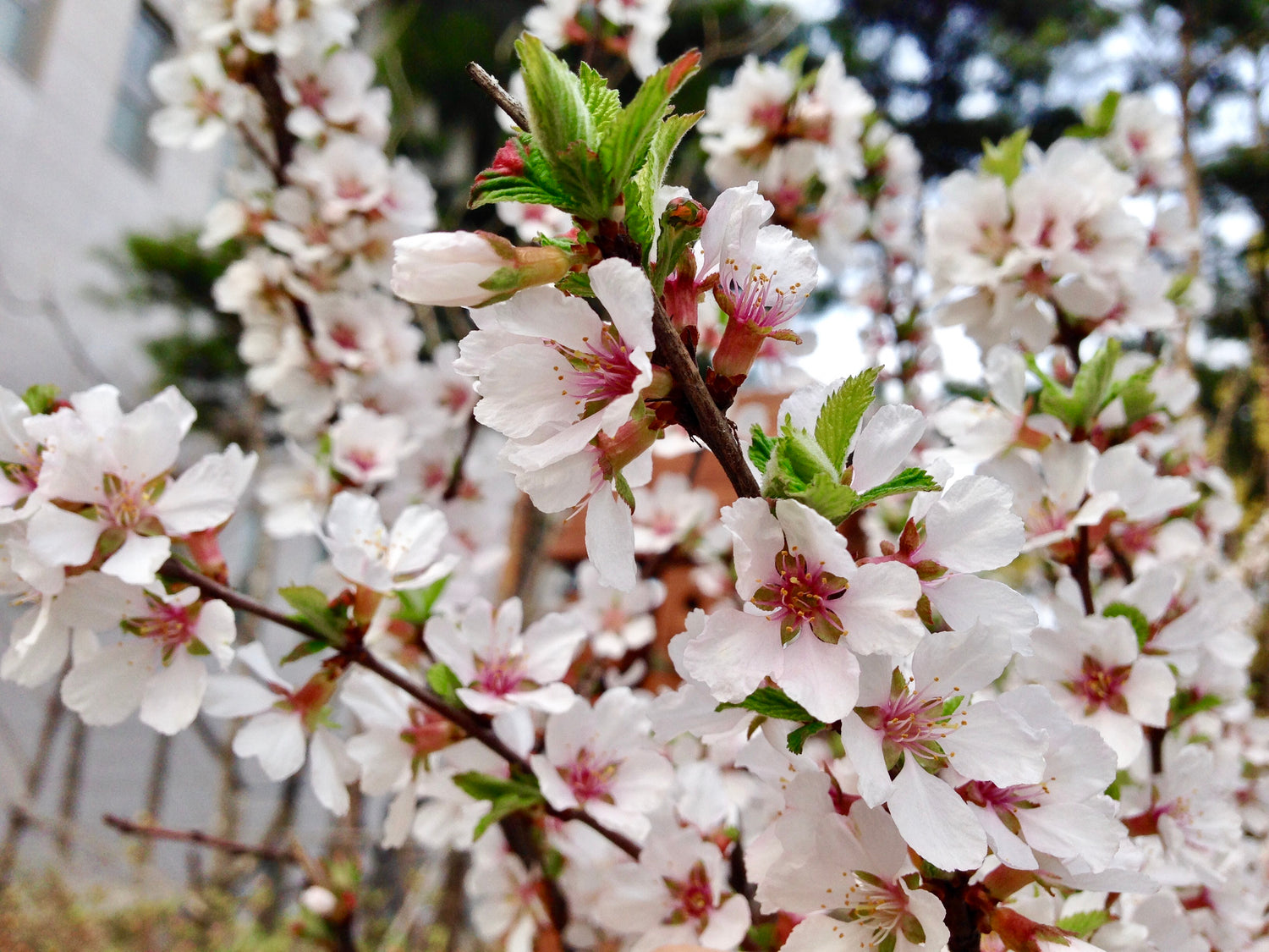 Luddkörsbär Träd 80-100 cm (Prunus tomentosa)