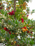 Almindelig Jordbærtræ 50-60 cm (Arbutus unedo)
