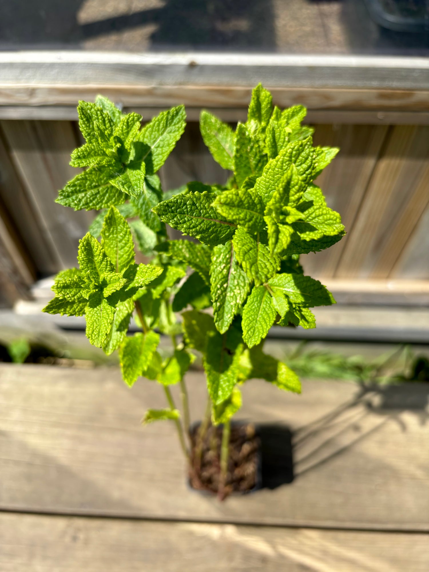 Marockansk Mynta 'Moroccan' 20-40 cm (Mentha spicata)