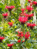 Röd Temynta 20-30 cm (Monarda didyma)