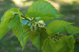 Svart Morbærtre 60-90 cm (Morus nigra)