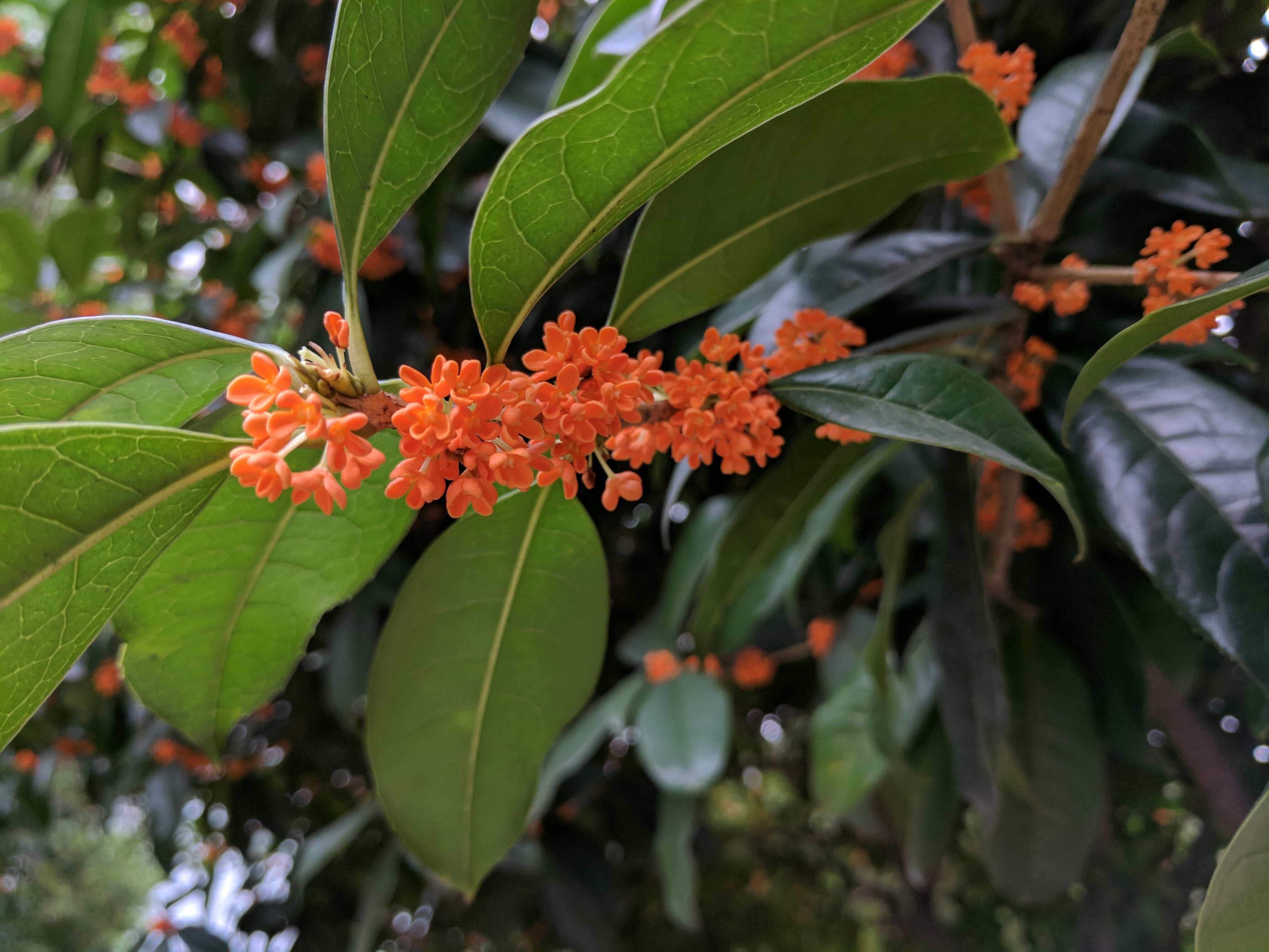 Tea olive bushes in various sizes (Osmanthus fragrans) 20-80 cm