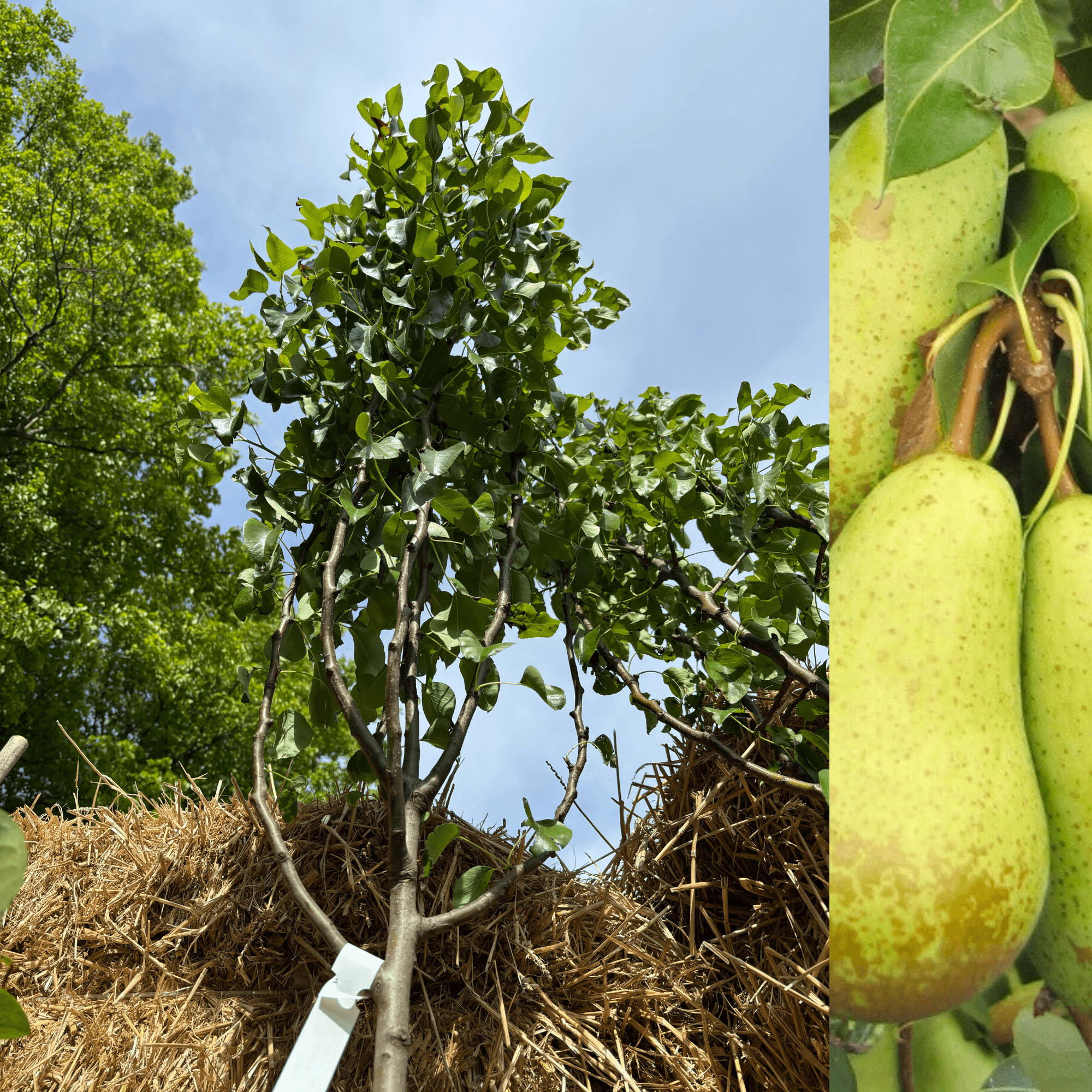 Päronträd 'Conference': Stora Träd 3m, 7cm stamomkrets (Pyrus communis ...