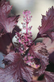 Röd Shiso / Bladmynta (Perilla frutescens var. crispa)