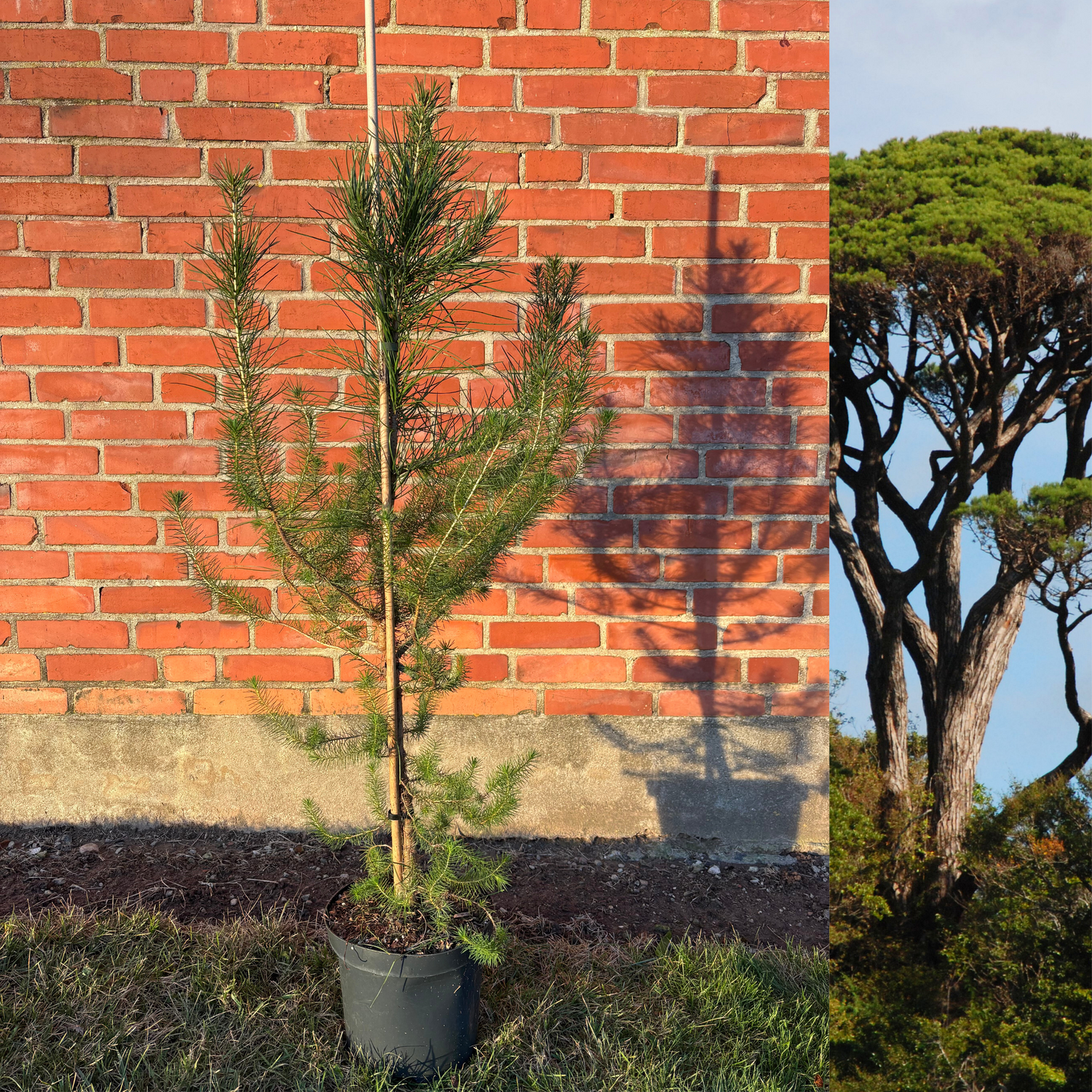 Pine tree / Pine tree 125-150 cm (Pinus pinea)