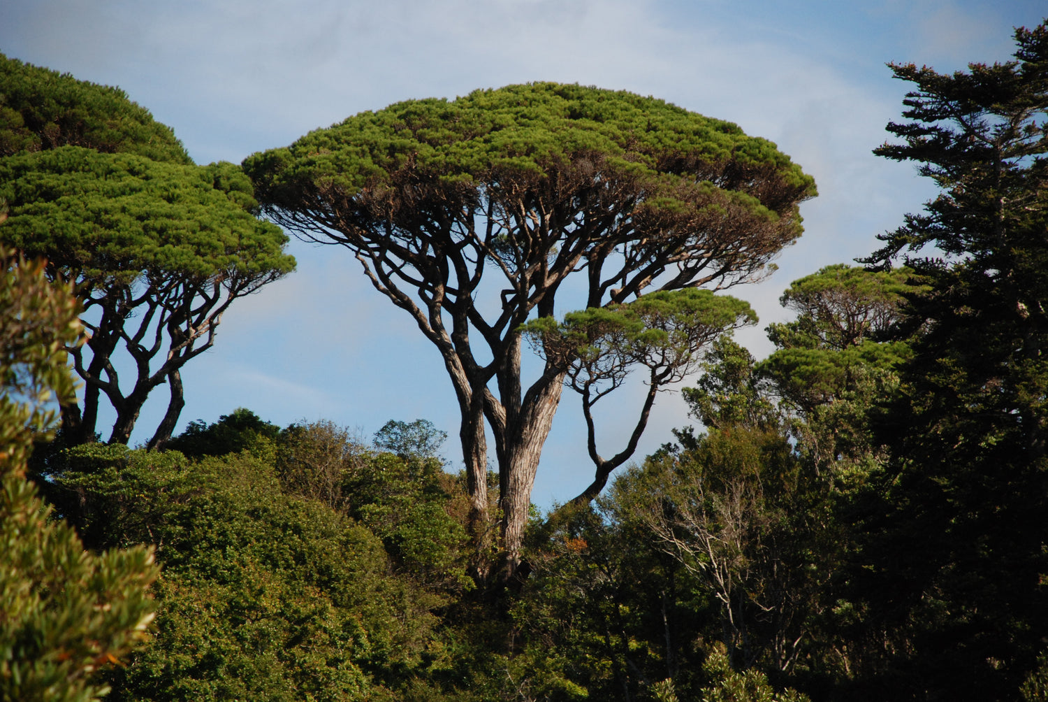 Fyrretræ 125-150 cm (Araucaria araucana)