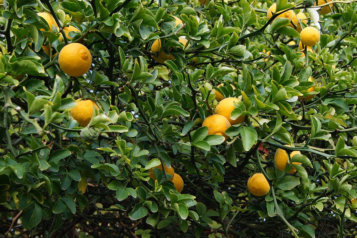 Citrontörne Träd 80-100 cm (Citrus trifoliata)