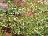 Himalayansk Körsbärsprinsepia (Prinsepia utilis)