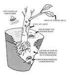 Nematoder mot Öronvivlar