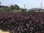 Röd Shiso / Bladmynta (Perilla frutescens var. crispa)