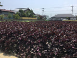 Rød Shiso / Bladmynta (Perilla frutescens var. crispa)