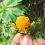 Gylden Himalaya Bringebær (Rubus ellipticus)