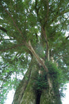 Torrey nød / Japansk Torreya 40-60 cm (Torreya nucifera)