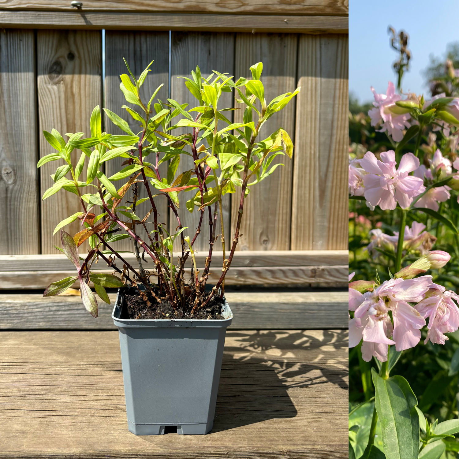 Såpnejlika Planta 20-30 cm (Saponaria officinalis)