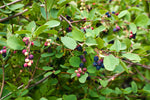 Saskatoon / Bärhäggmispel 'Martin' 80-100 cm (Amelanchier alnifolia)