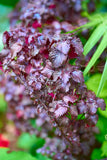 Röd Shiso / Bladmynta (Perilla frutescens var. crispa)