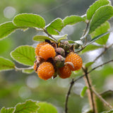 Gyllene Himalaya-Hallon (Rubus ellipticus)
