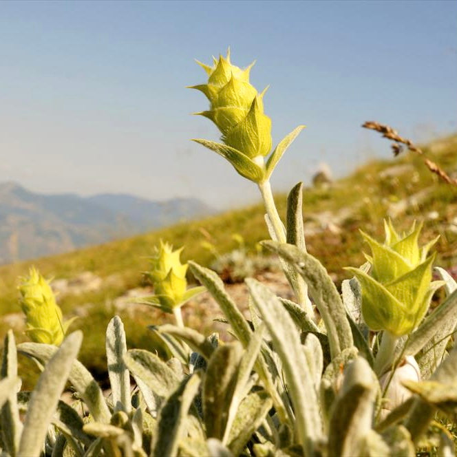 Grekiskt Bergste / Mursalski-te (Sideritis scardica)