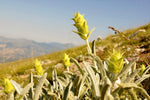 Greek Mountain Tea / Mursalski Tea (Sideritis scardica)