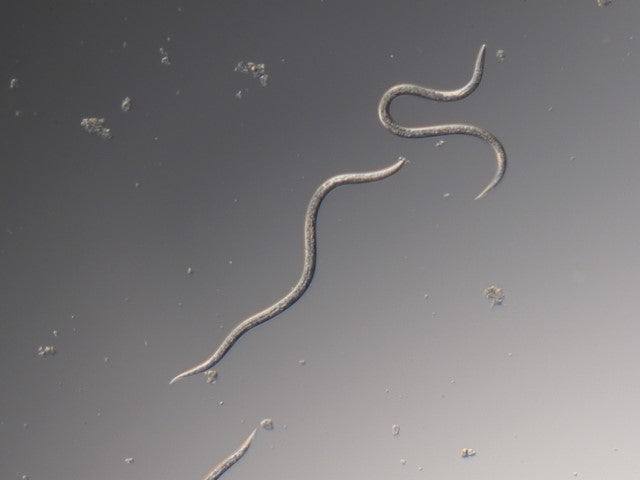 Nematodes against sedges