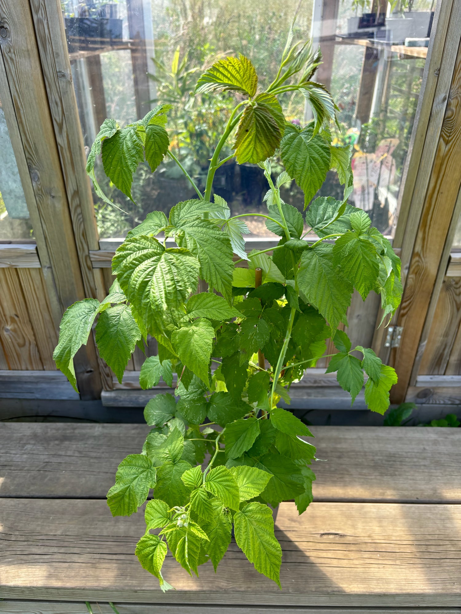 Svart Hallon 'Black Jewel' Planta 50-80 cm (Rubus occidentalis)