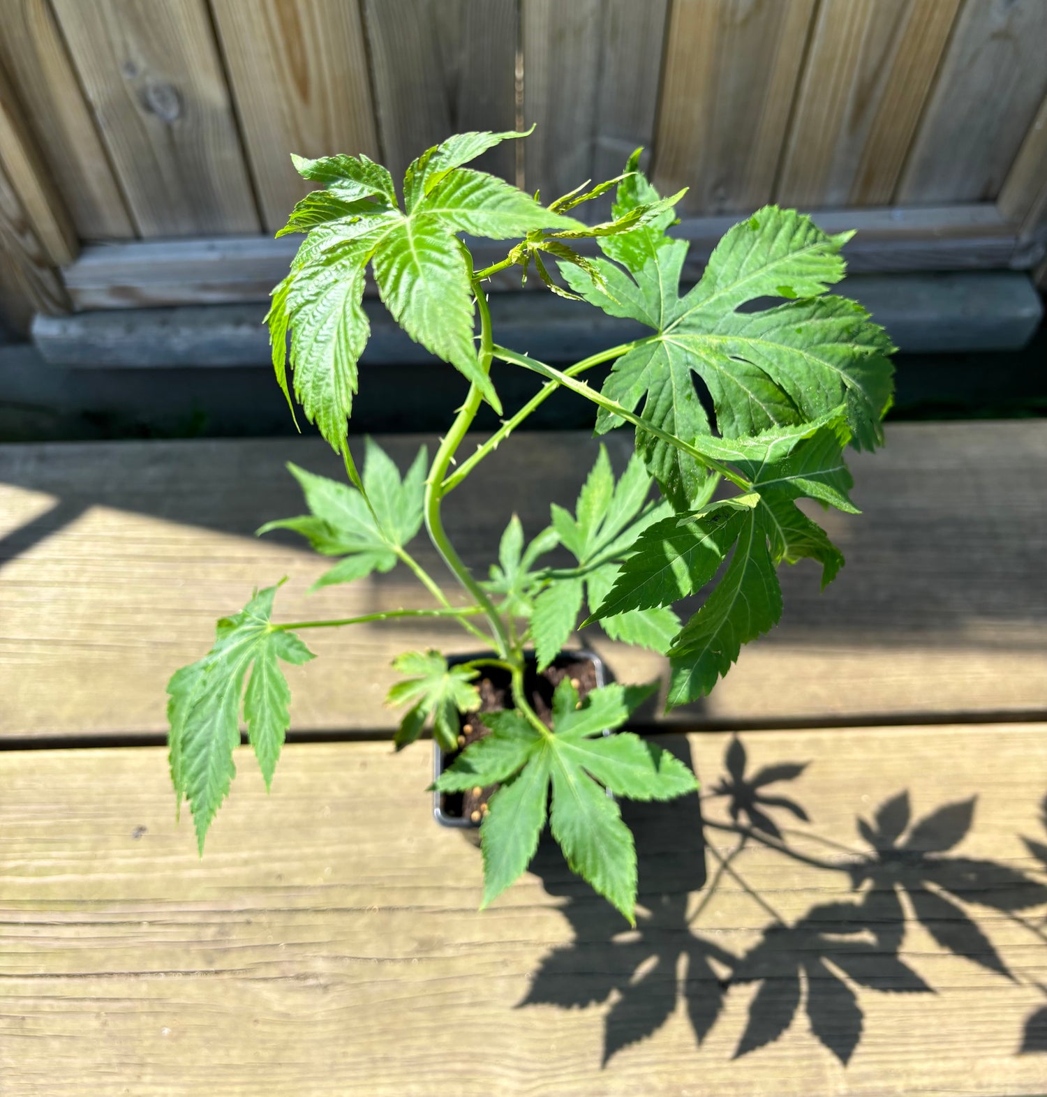 'Sweetleaf®' / Sötblad 30-50 cm (Rubus chingii var. suavissimus)